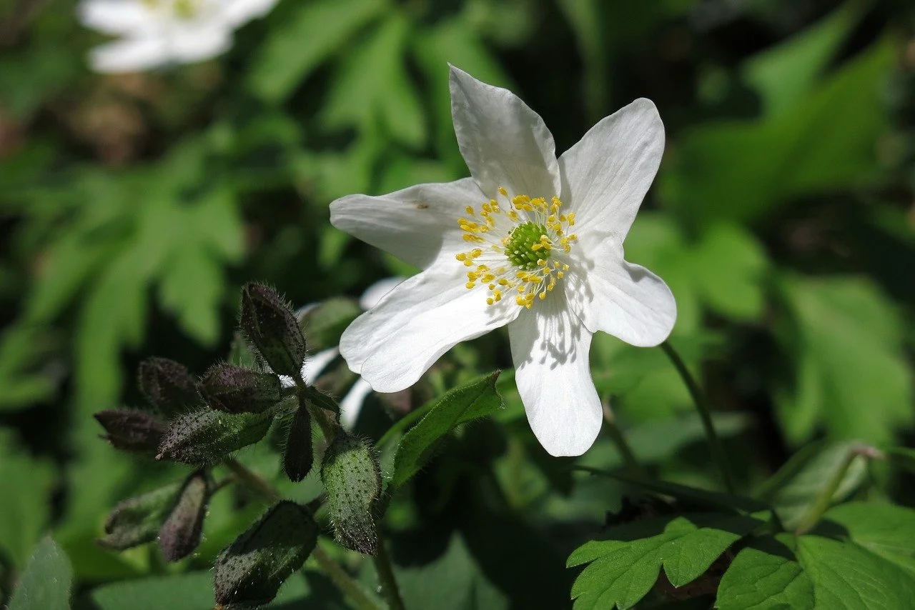 Enchanting Wood Anemone: A Glimmer of Spring