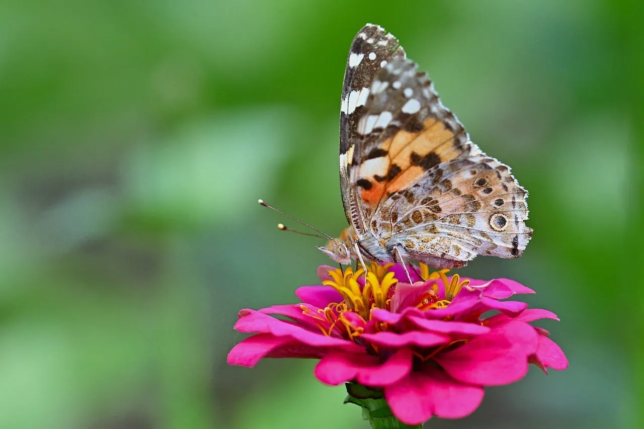 Vibrant Painted Lady Butterfly on Zinnia Bloom