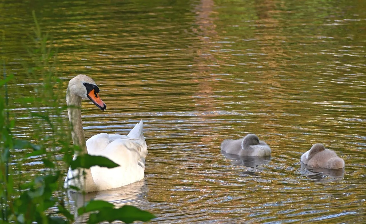 Serene Sunset: Swan Family's Tranquil Lake Reflection