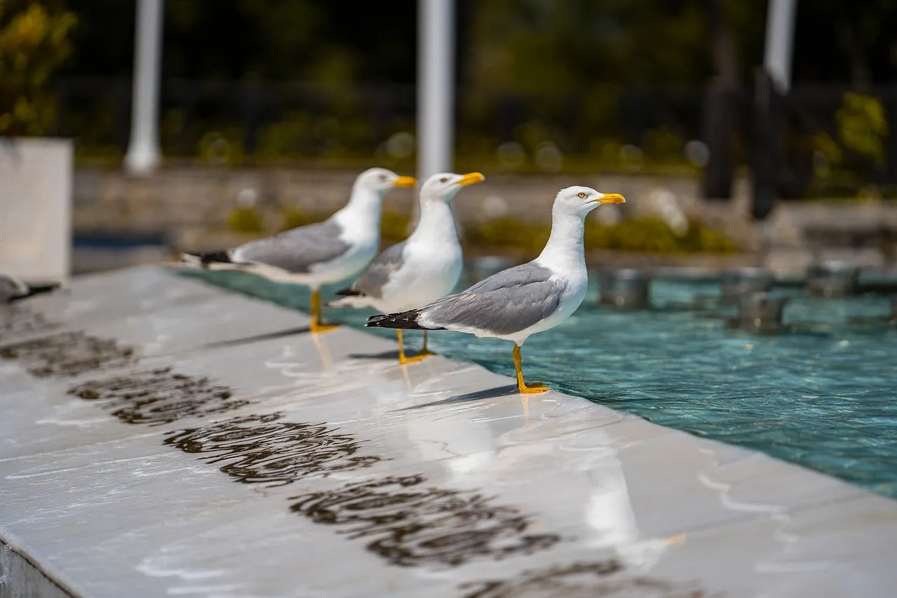 Serene Seagulls: Summer Fountain Retreat