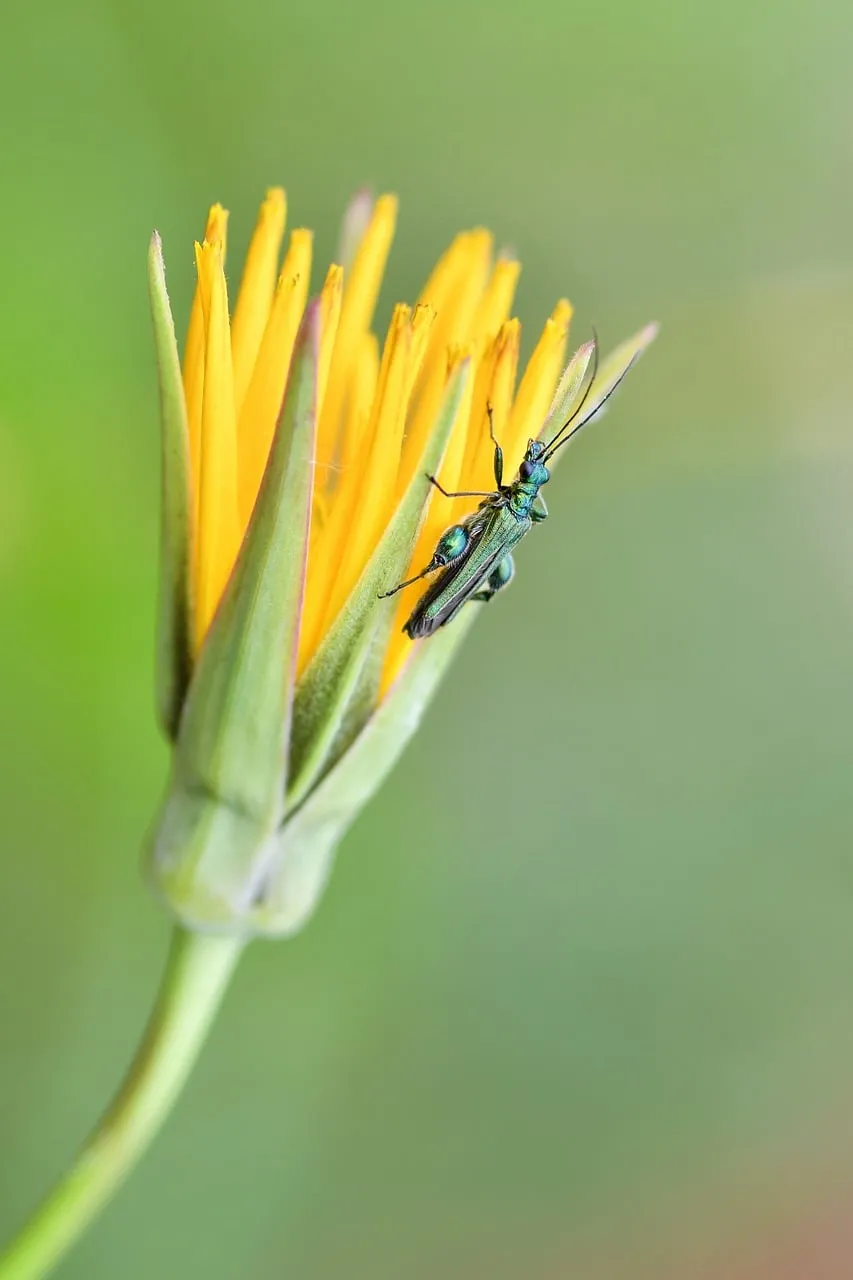 Vibrant Green Beetle on Blooming Yellow Flower