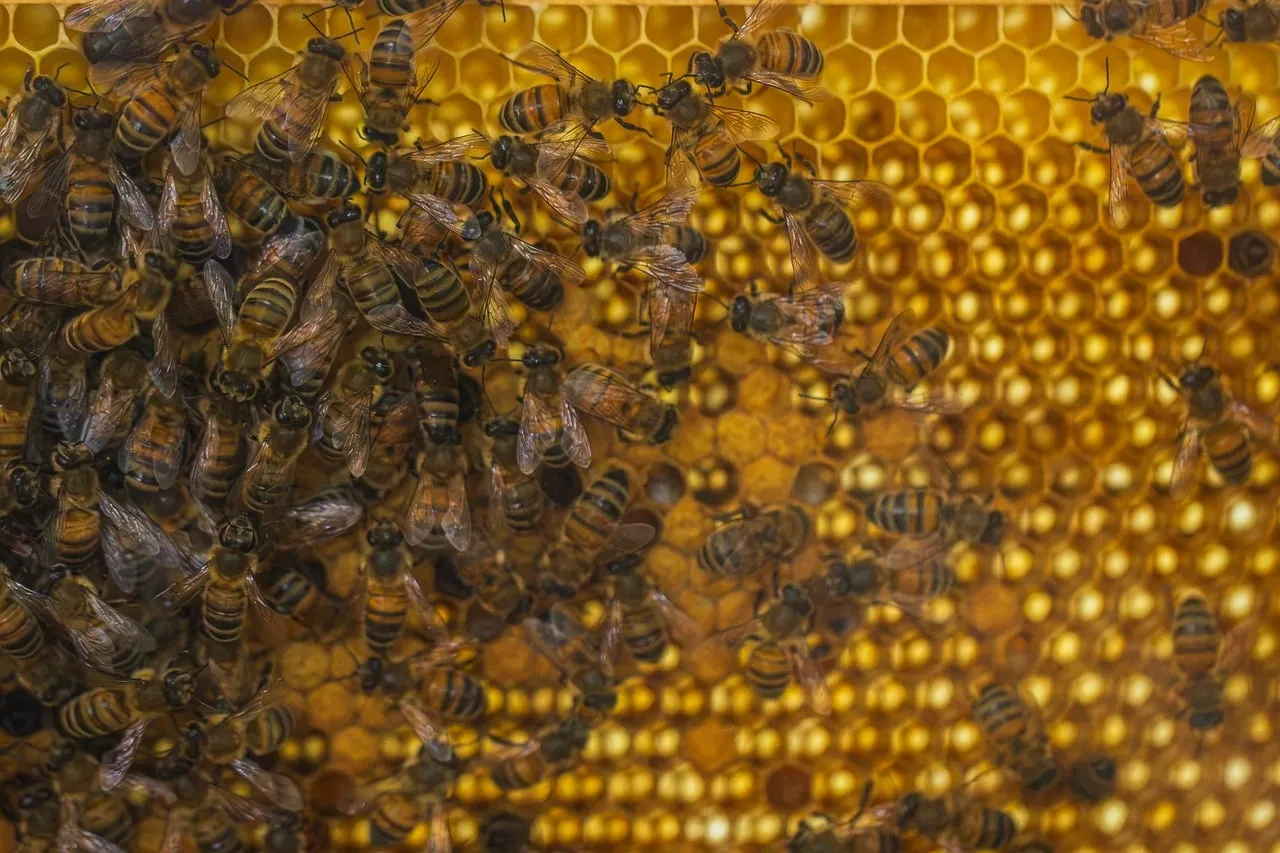Buzzing Life: A Close-Up of Bees Nurturing Their Golden Honeycomb