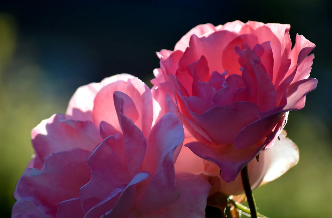 Stunning Backlit Pink Roses: Vibrant Floral HD Wallpaper