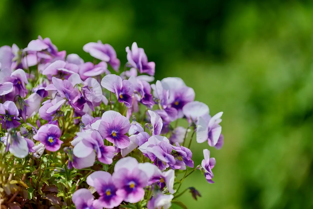 Vibrant Viola Pansy Cluster: Delicate Purple Blooms in Spring