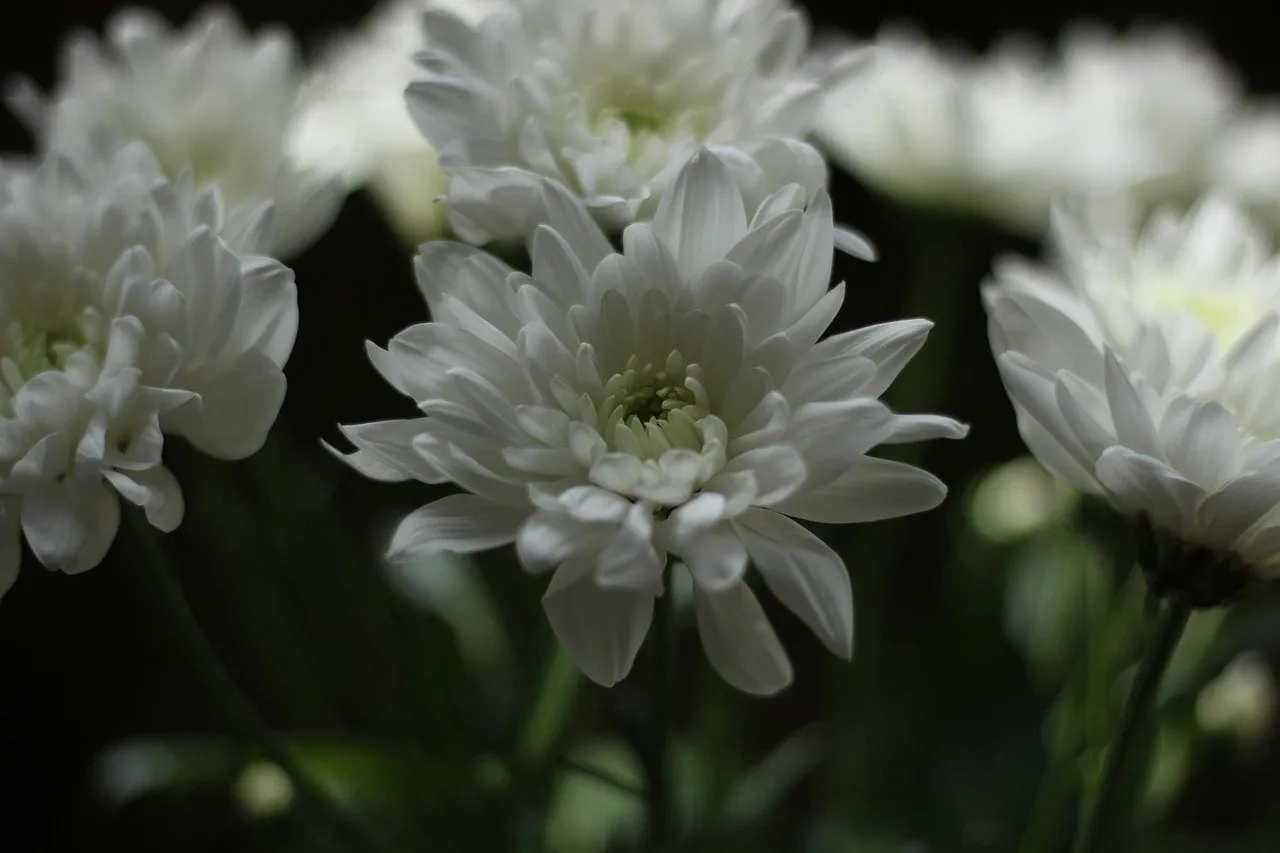 Delicate White Chrysanthemums: Nature's Elegant Charm