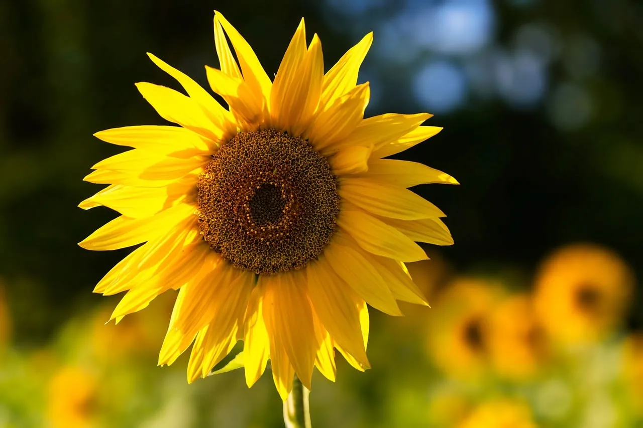 Vibrant Sunflower in Golden Sunlight