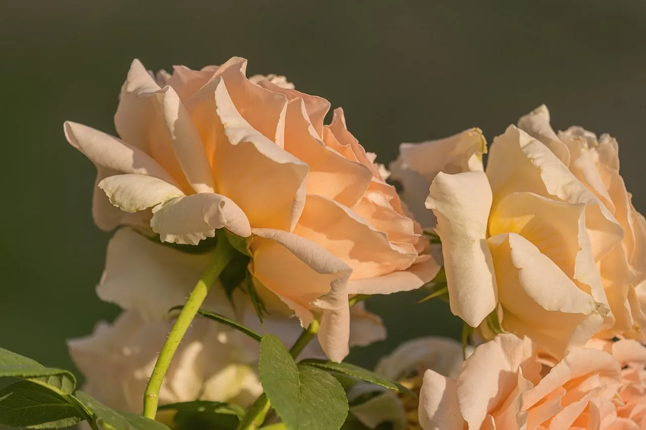 Delicate Blooming Roses: A Symphony of Pink and Orange Hues
