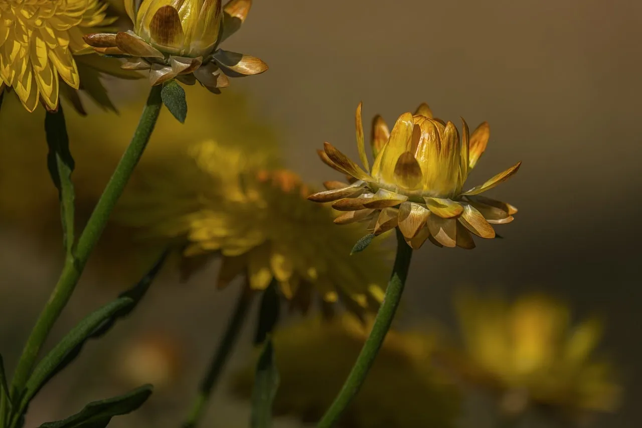 Vibrant Golden Everlasting Flowers in a Summer Garden