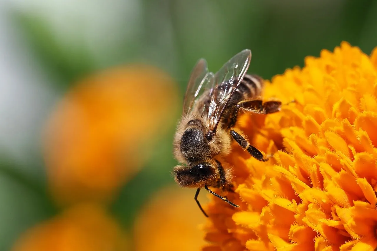 Vibrant Macro: Honey Bee Pollinating Bright Orange Flower