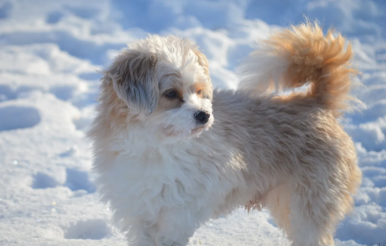 Charming Bolonka Dog: A Winter Wonderland Companion