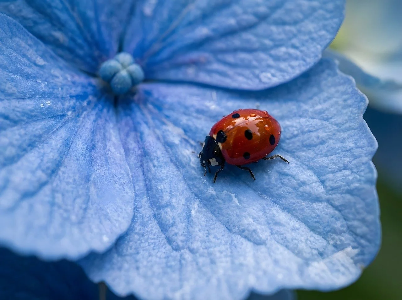Vibrant Ladybug Rests on a Delicate Blue Hydrangea Bloom