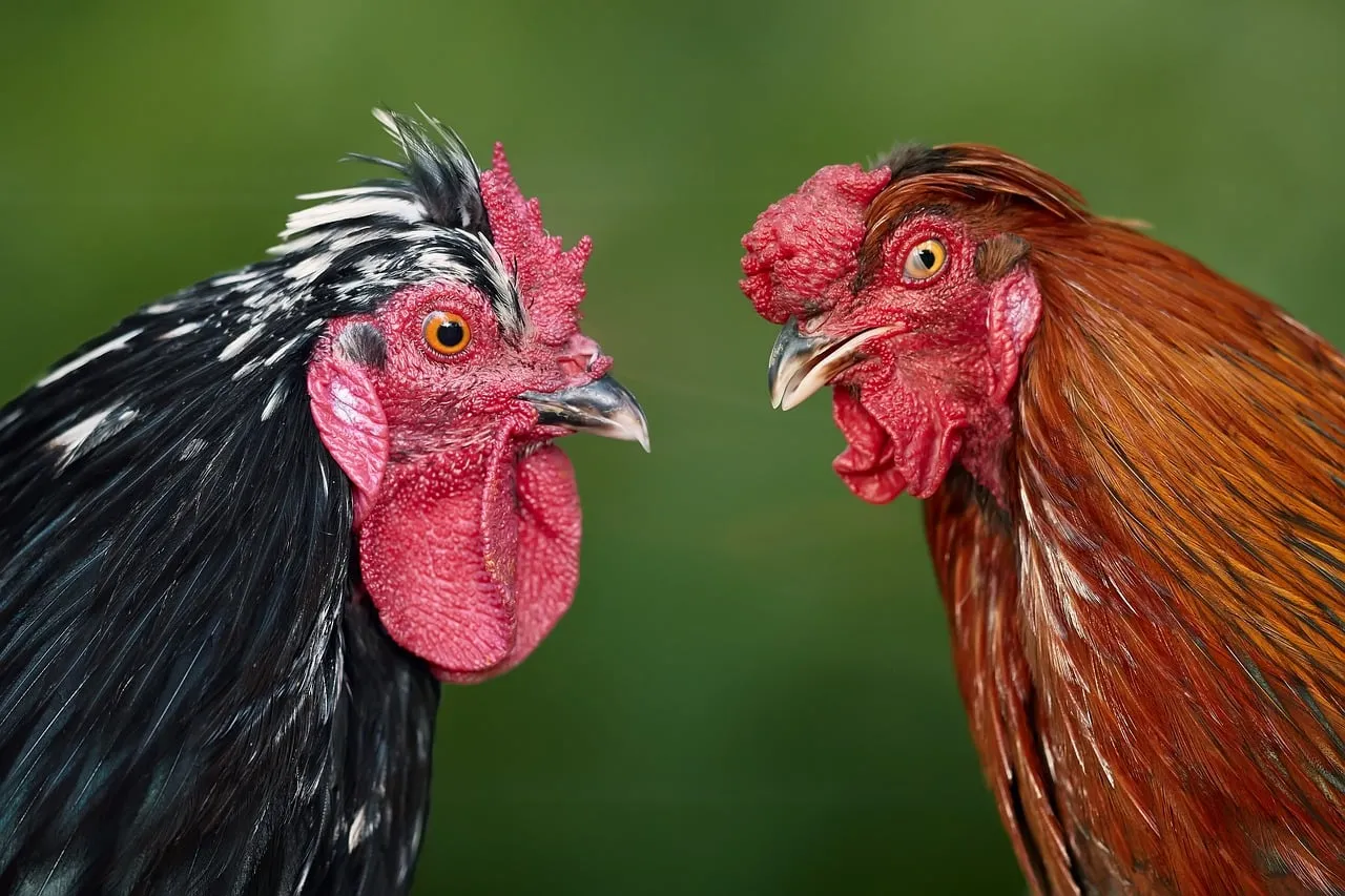 Intense Rivalry: Roosters Face Off in Vivid Close-Up