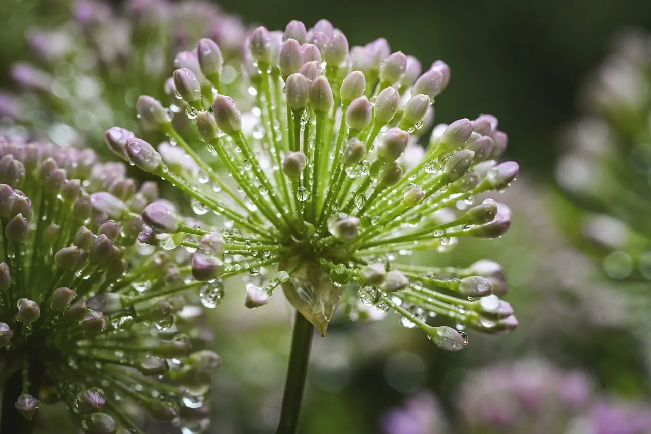 Enchanting Dewdrops Adorning Wild Garlic Buds in Spring