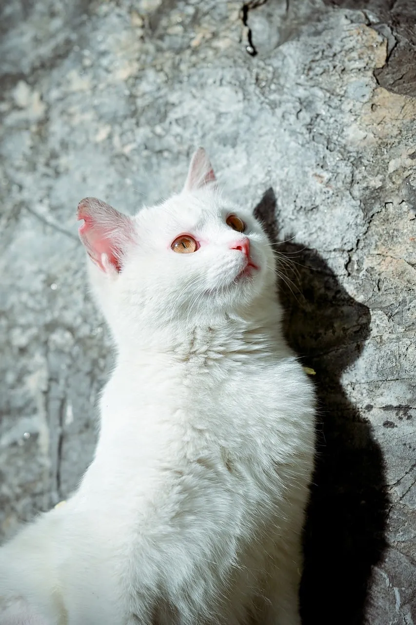 Enchanting White Kitten Gazing Upwards in Sunlight