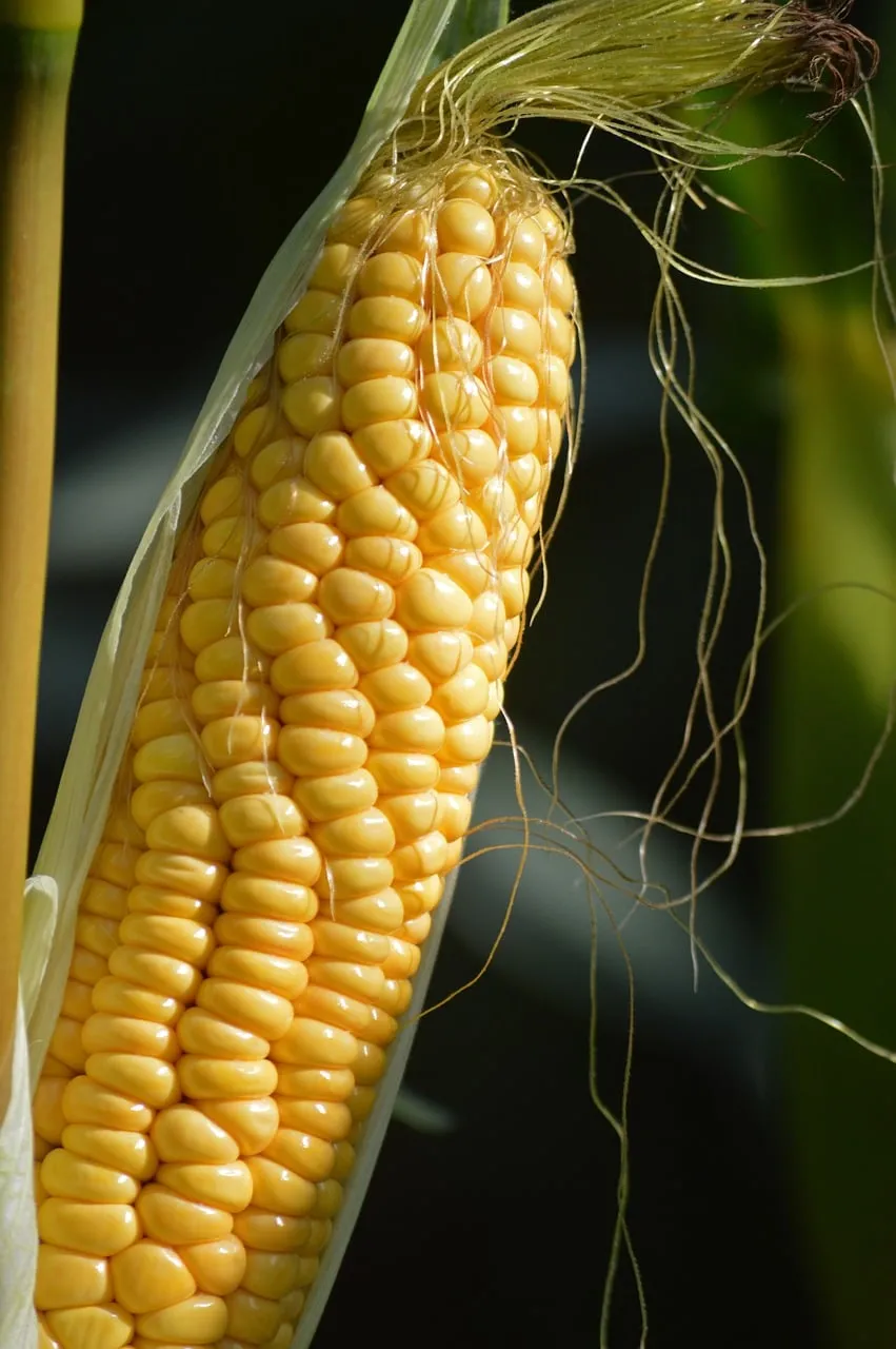 Vibrant Golden Corn: Fresh from the Farm Harvest