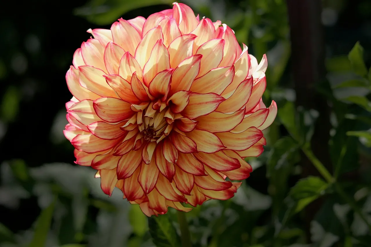 Stunning Two-Tone Dahlia Bloom in Late Summer Garden