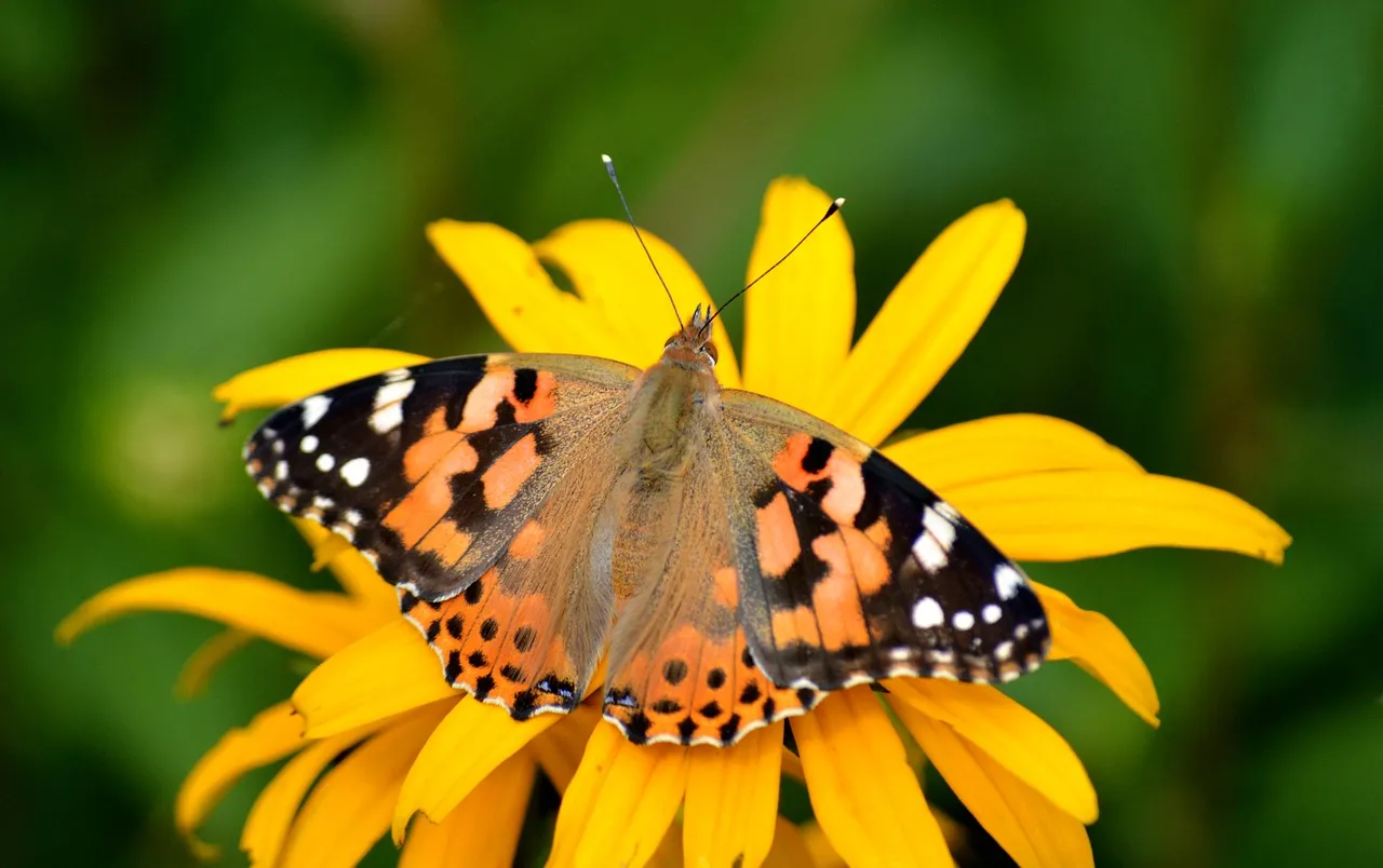 Vibrant Butterfly on Coneflower: Nature's Painted Lady Delight