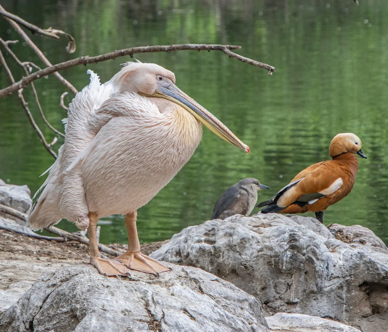 Majestic Pelican: Nature's Grace by the Water's Edge