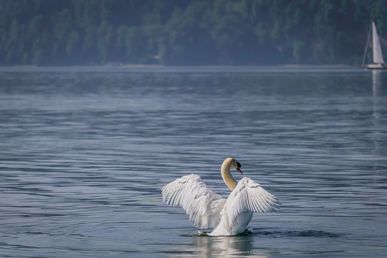 Majestic Swan Spreading Wings on a Serene Lake