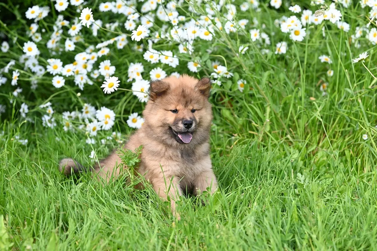Adorable Eurasier Puppy: Joyful Play Amidst Summer Blooms