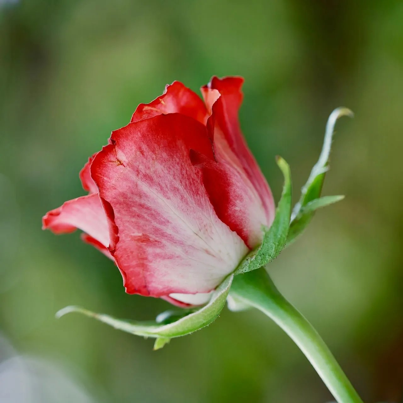 Vibrant Bicolor Rose Bud: A Spring Garden's Delicate Embrace