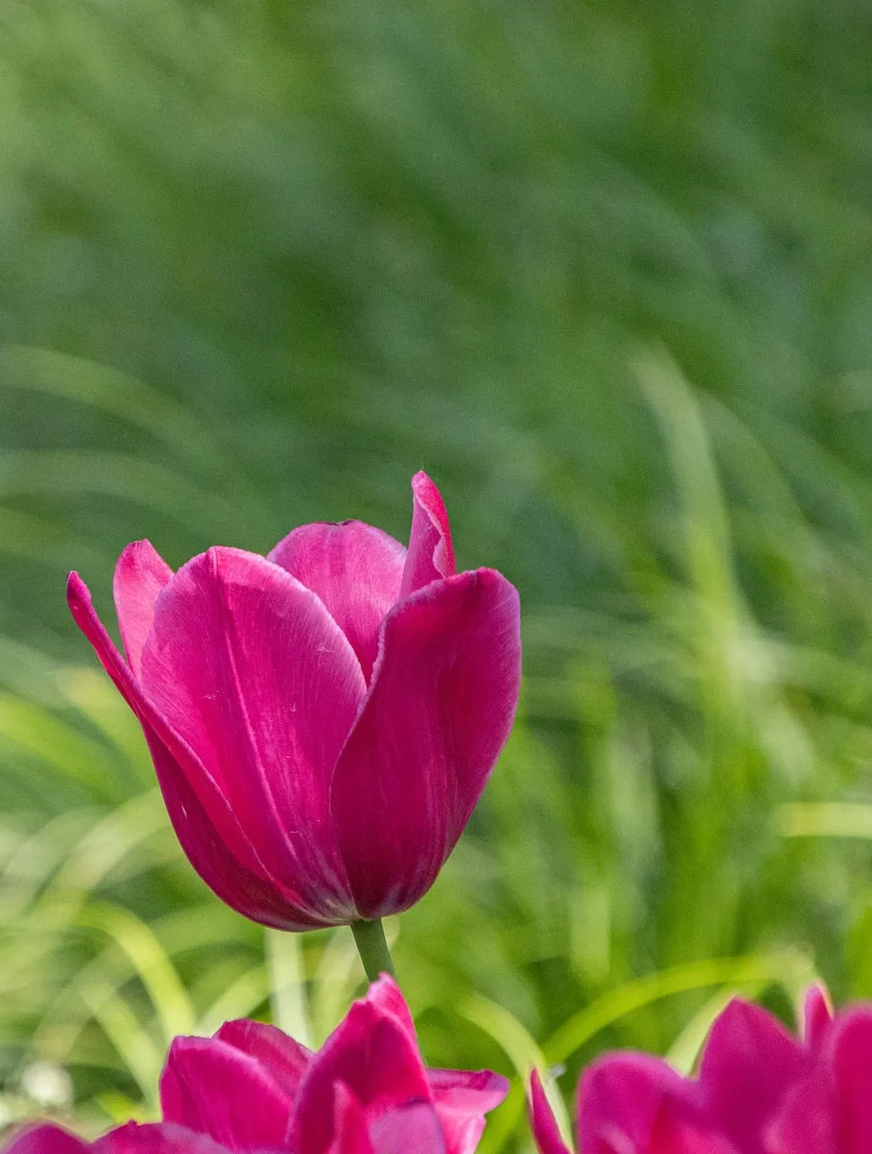 Vibrant Pink Tulip Blooms in Sun-Drenched Spring Garden