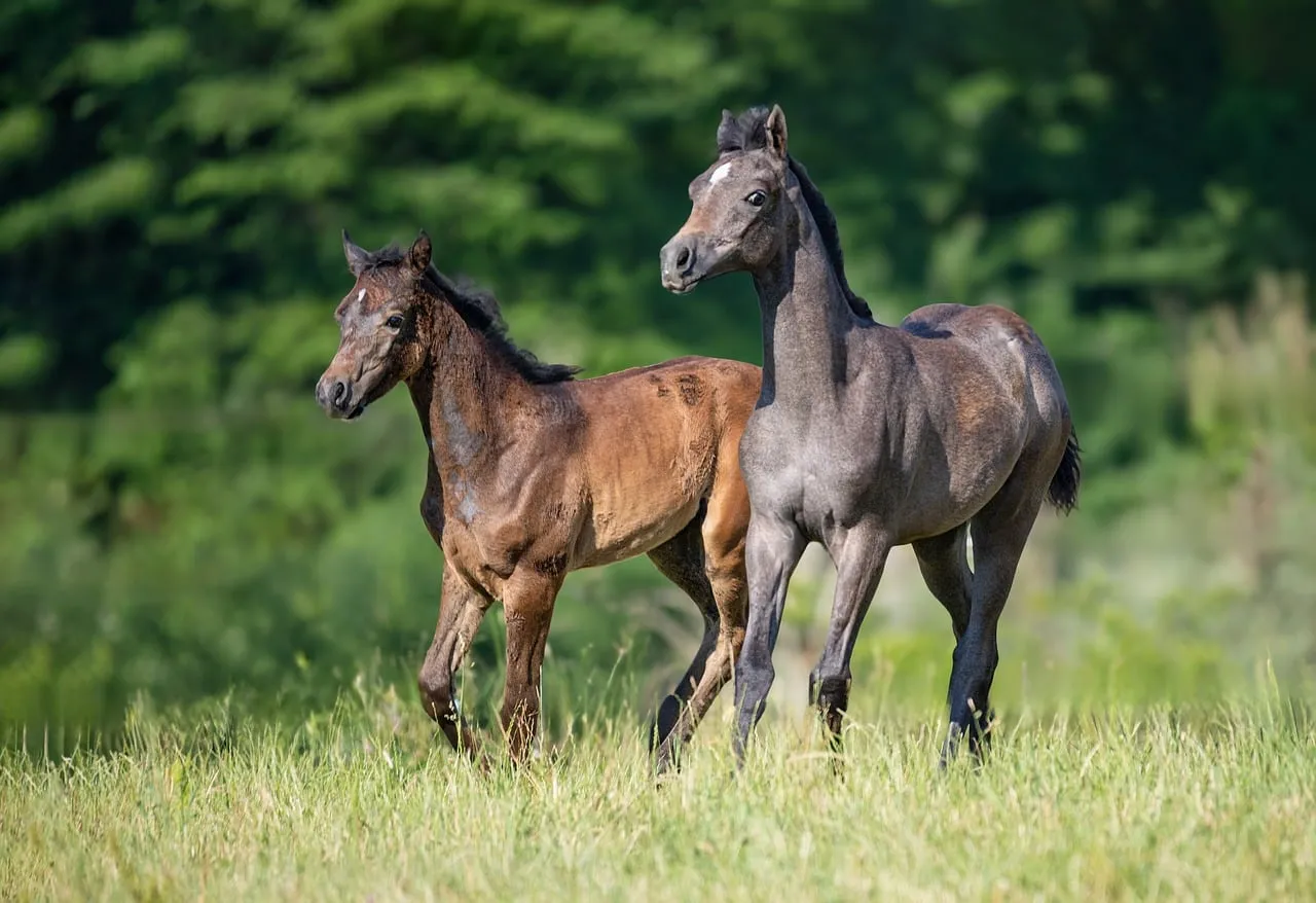 Graceful Foals: Arabian Horses Frolicking in Spring Meadow