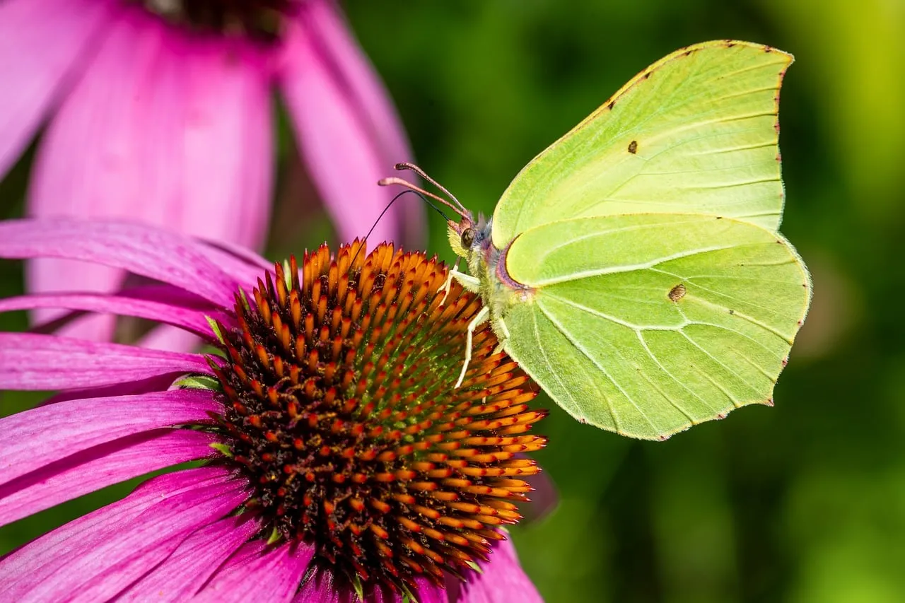 Vibrant Purple Coneflower Hosts a Brilliant Yellow Butterfly
