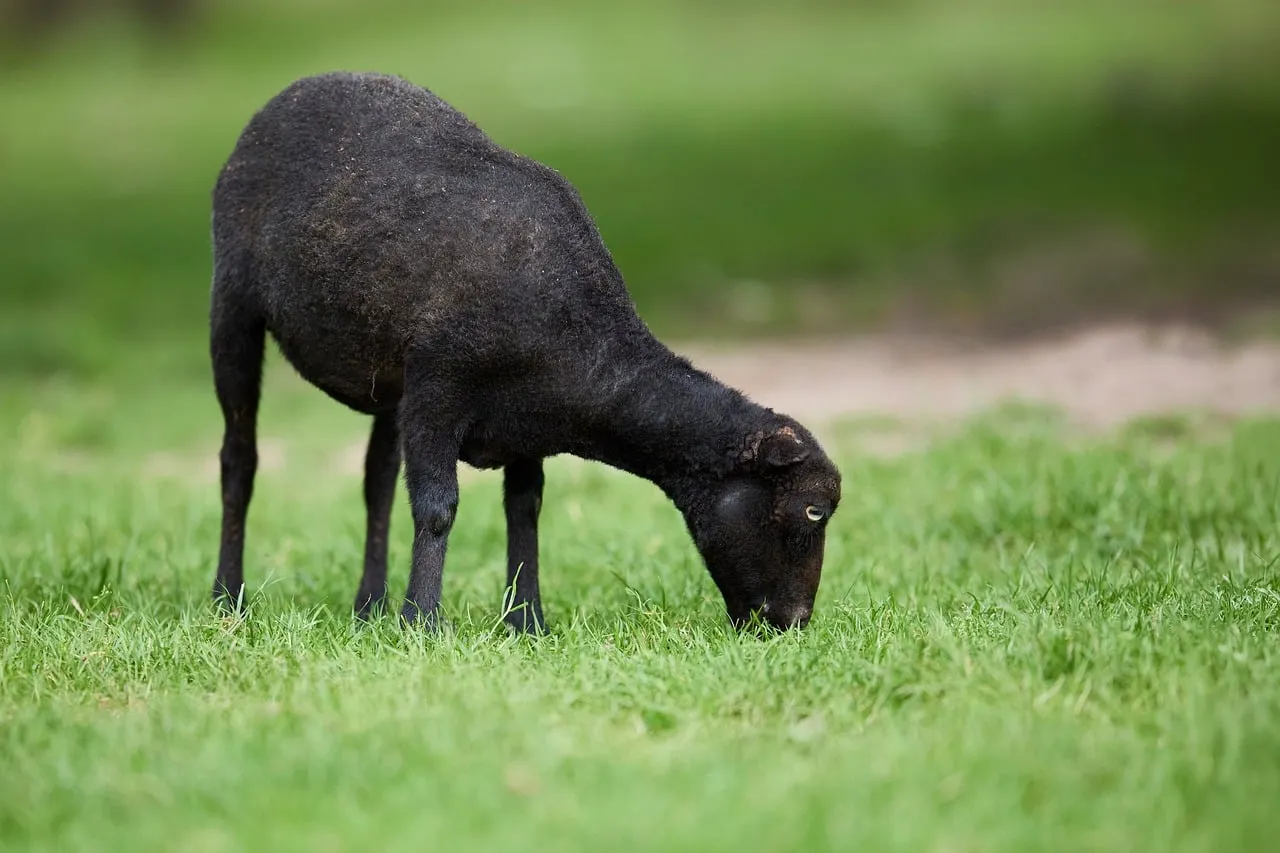 Serene Black Lamb Grazing in Lush Spring Meadow