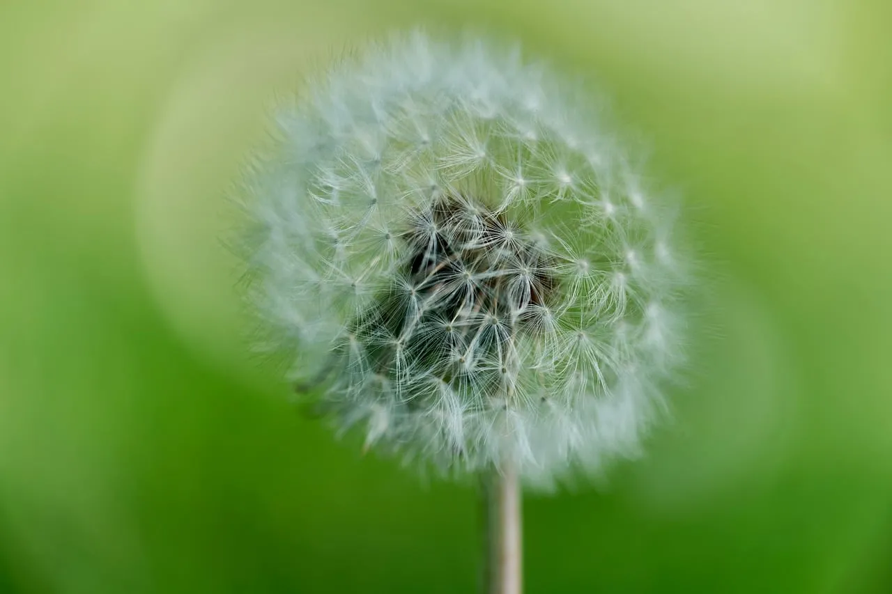 Enchanting Dandelion Macro: Nature's Delicate Beauty Unveiled