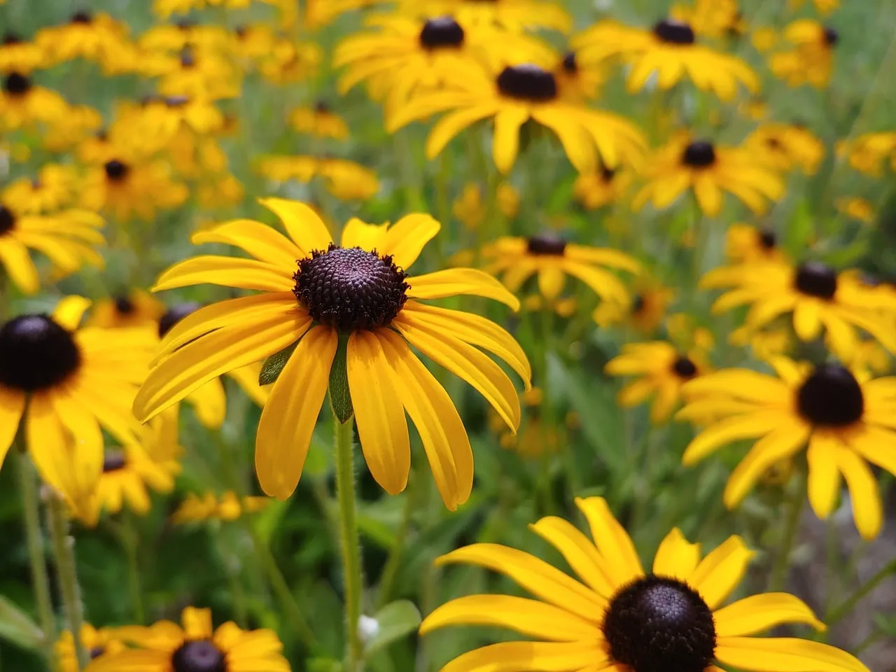 Vibrant Black-Eyed Susans: Summer Meadow's Golden Glow