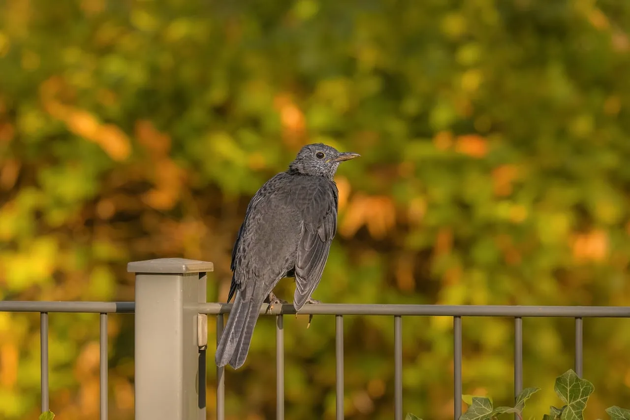 Serene Songbird Perched on Fence in Golden Autumn Light