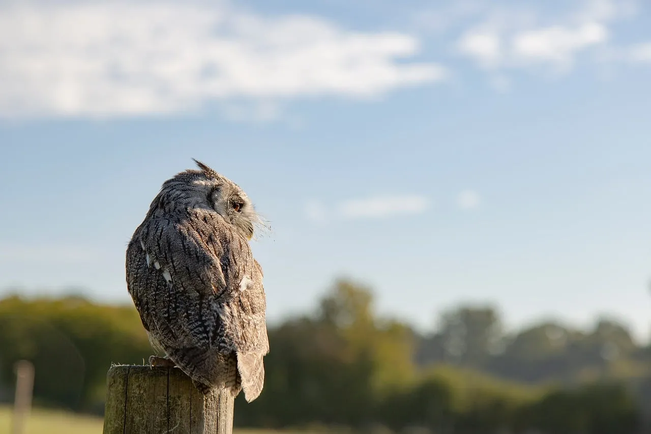 Majestic Owl Perched: Nature's Gaze on a Sunny Day