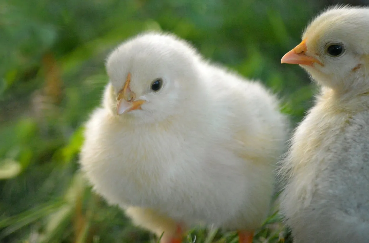Adorable Fluffy Chick: A Symbol of Spring's Joy