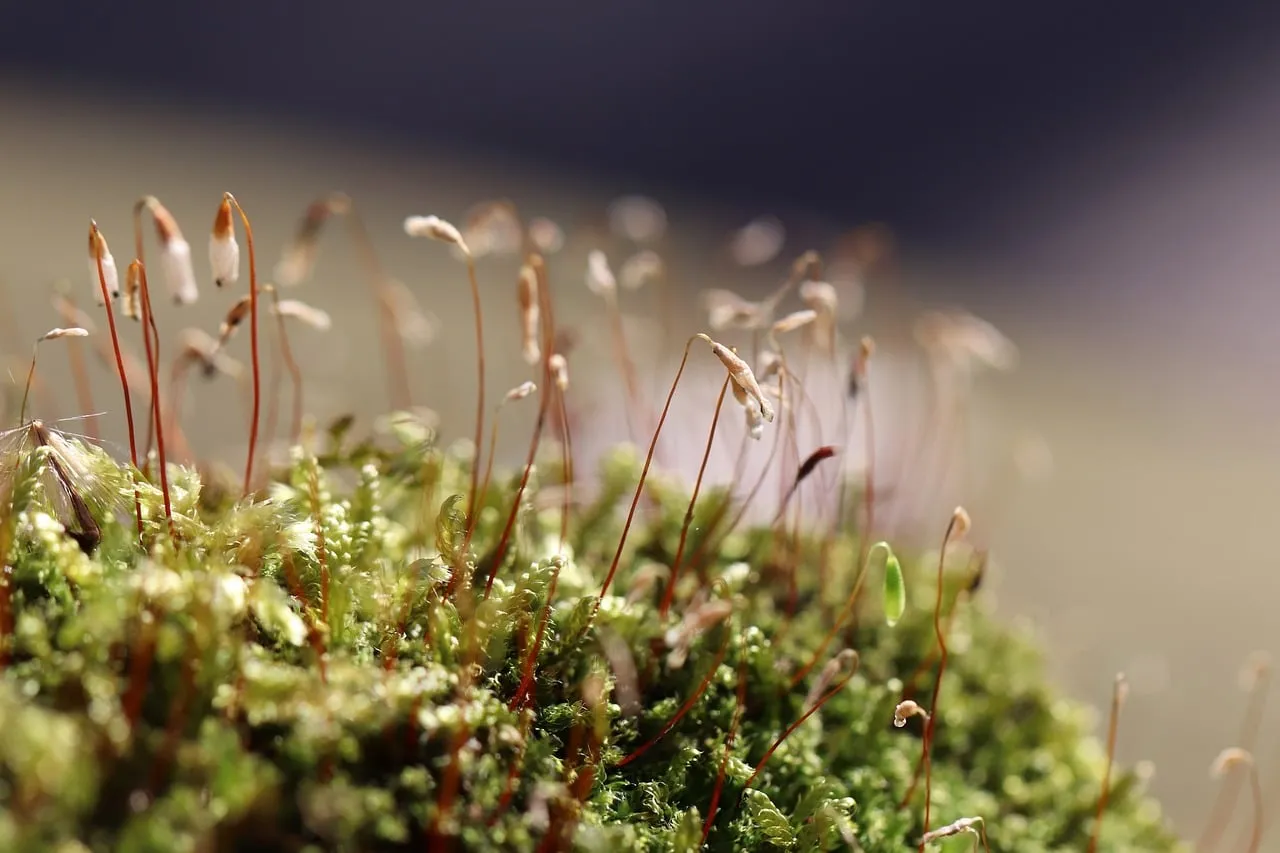 Vibrant Macro: Discovering the Microscopic World of Blooming Moss