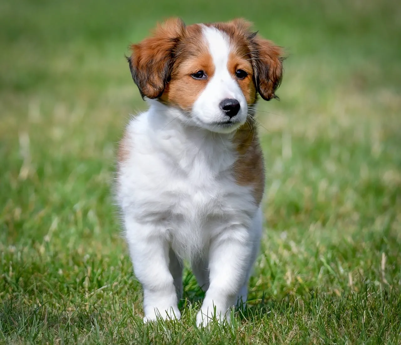 Adorable Puppy Portrait: Tiny Paws, Big Charm