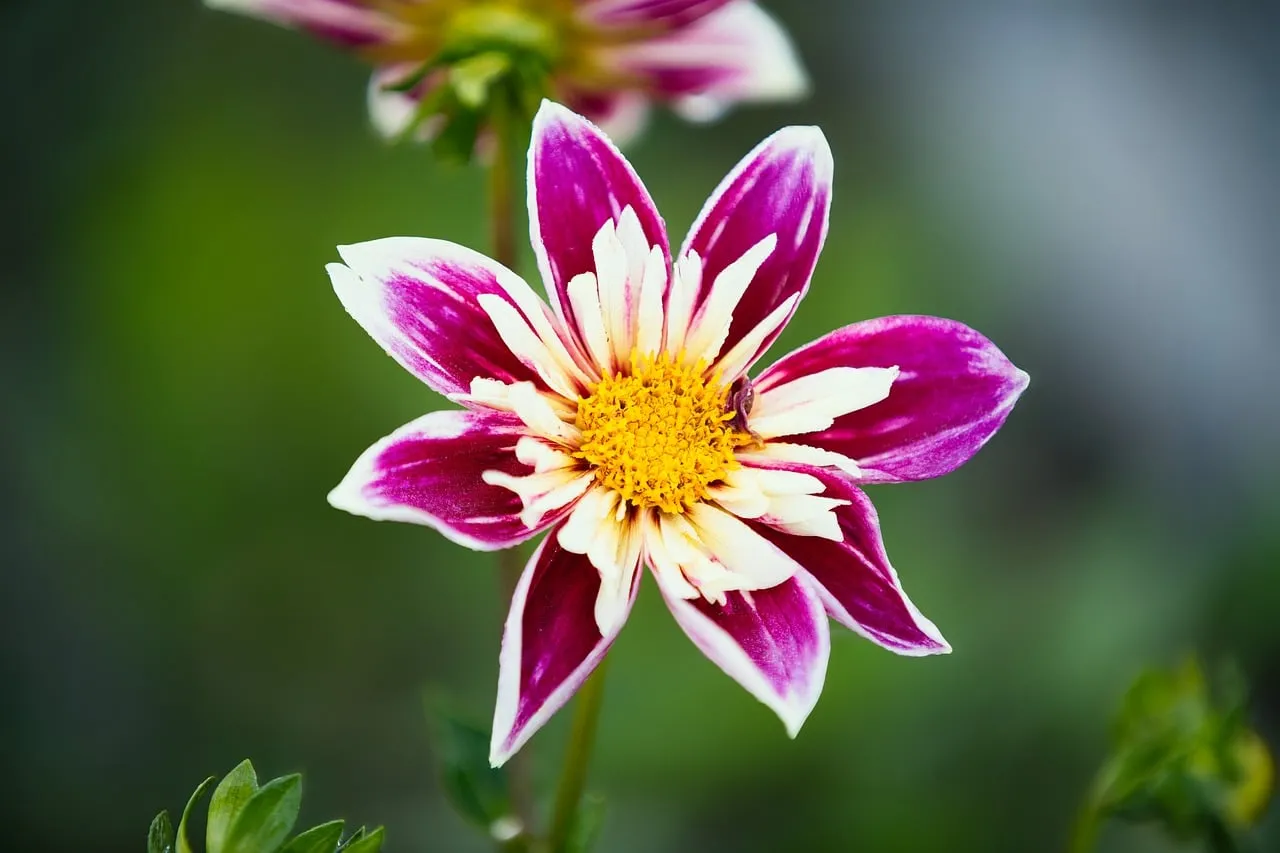 Vibrant Dahlia Blossom: A Striking Purple and White Beauty