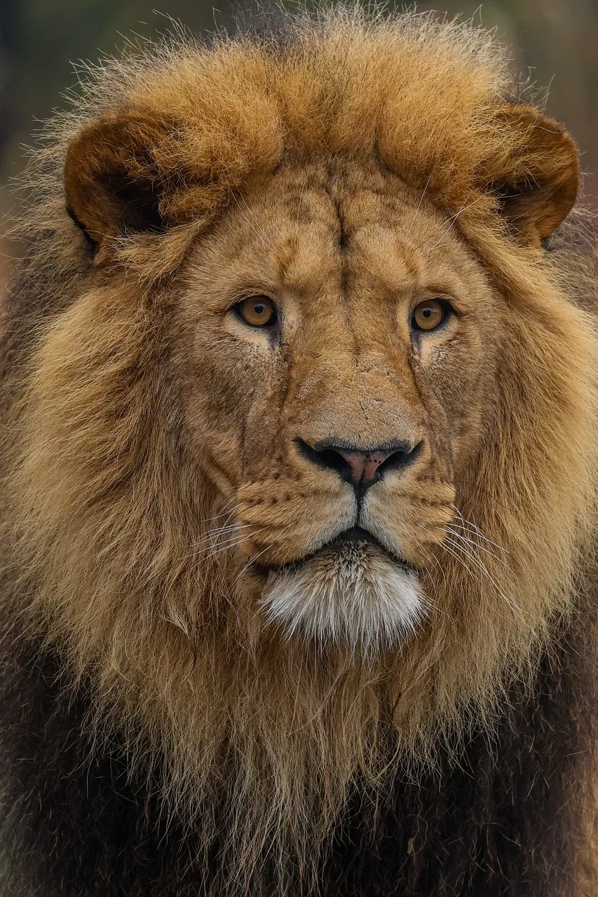 Majestic Mane: Captivating Lion Portrait in Nature