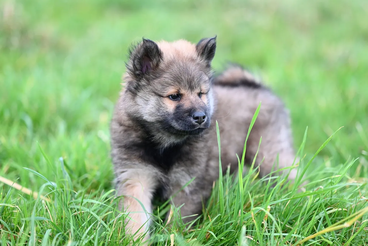 Adorable Eurasier Puppy: A Fluffy Friend in Nature
