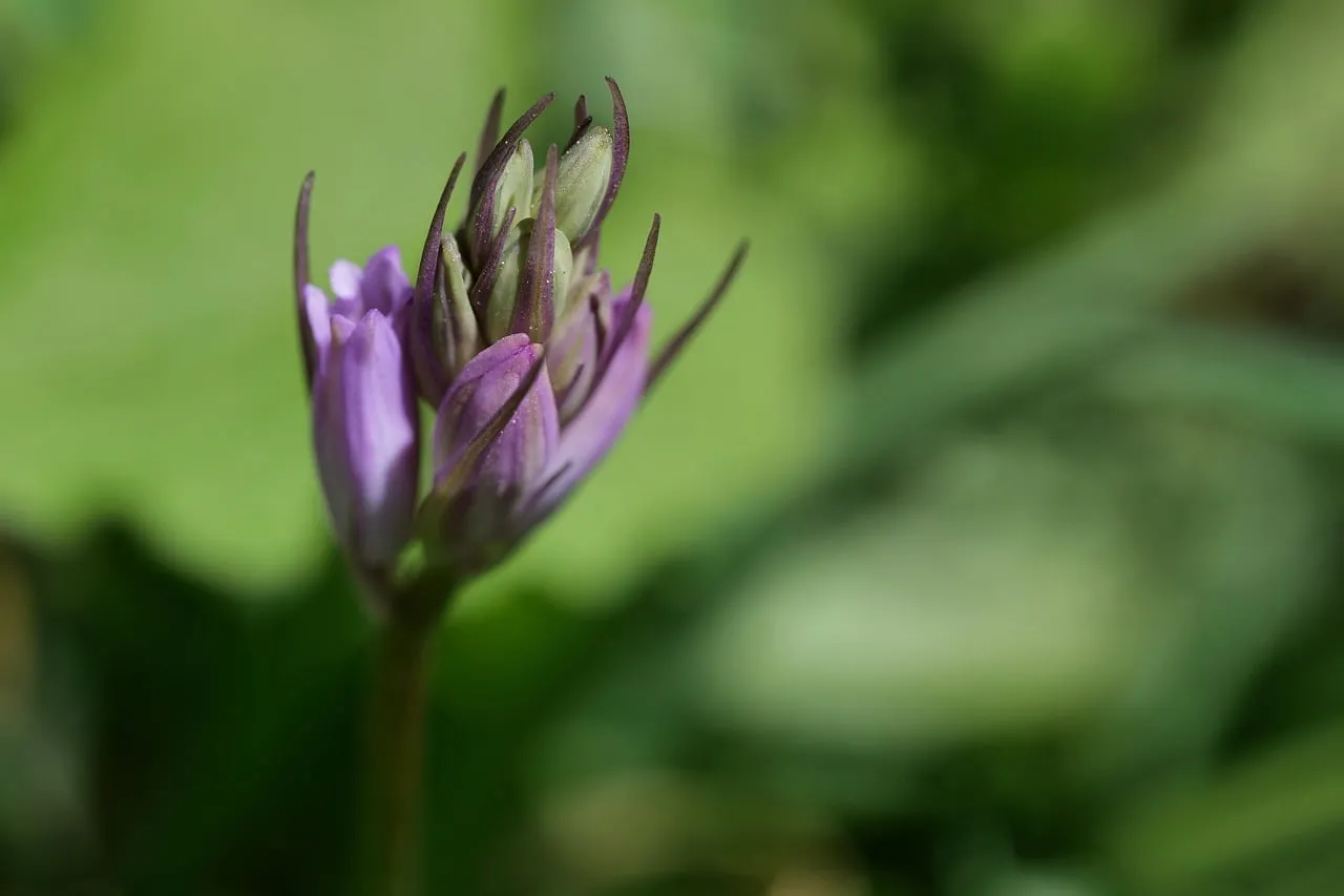 Vibrant Purple Bloom: A Close-up of Spring's Awakening