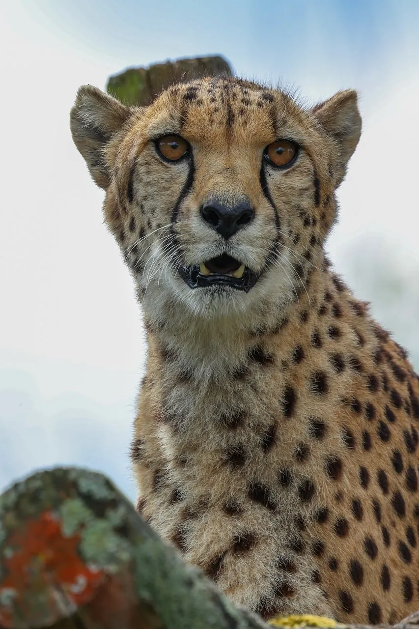 Intense Gaze: Cheetah's Powerful Stare in the Wild