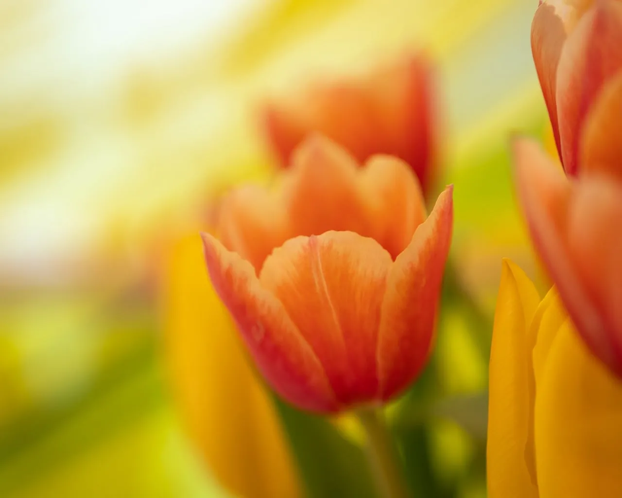 Vibrant Spring Tulips: Orange and Yellow Bloom Wallpaper