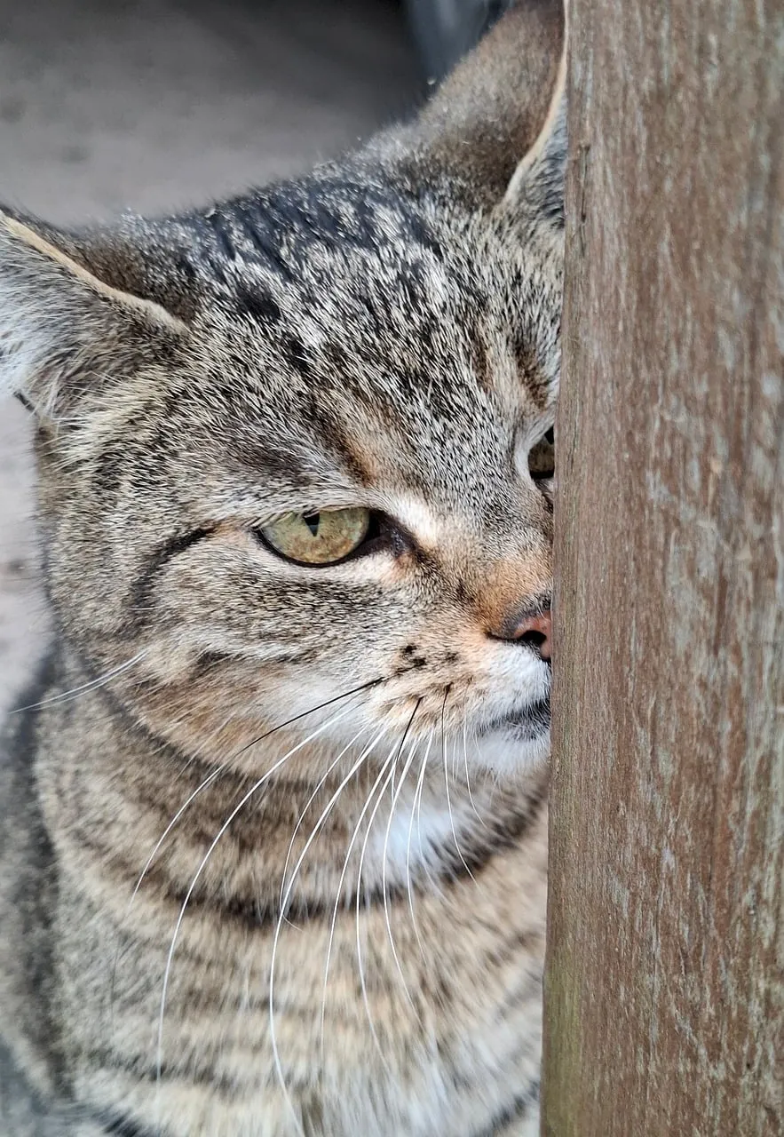 Captivating Gaze: Curious Tabby Peeking from Behind Wood