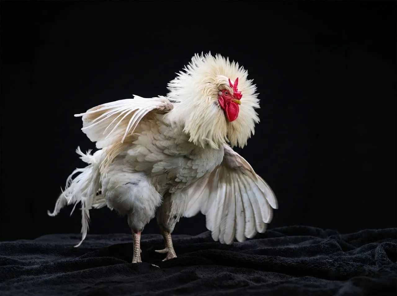 Majestic White Rooster Displaying Feathers on Black Background