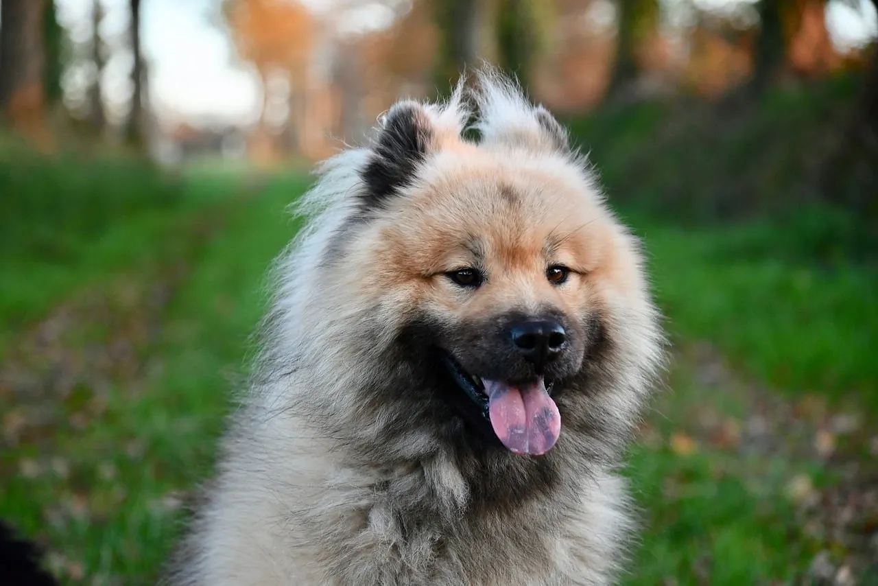 Joyful Eurasier: Fluffy Dog's Autumn Outdoor Adventure