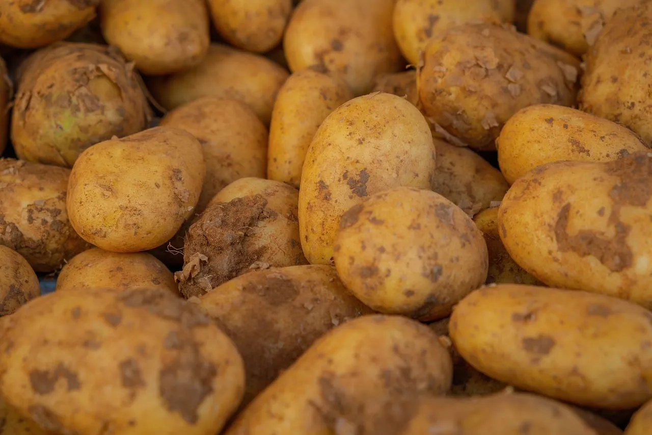 Abundant Earth: Freshly Harvested Organic Potatoes Ready for Market