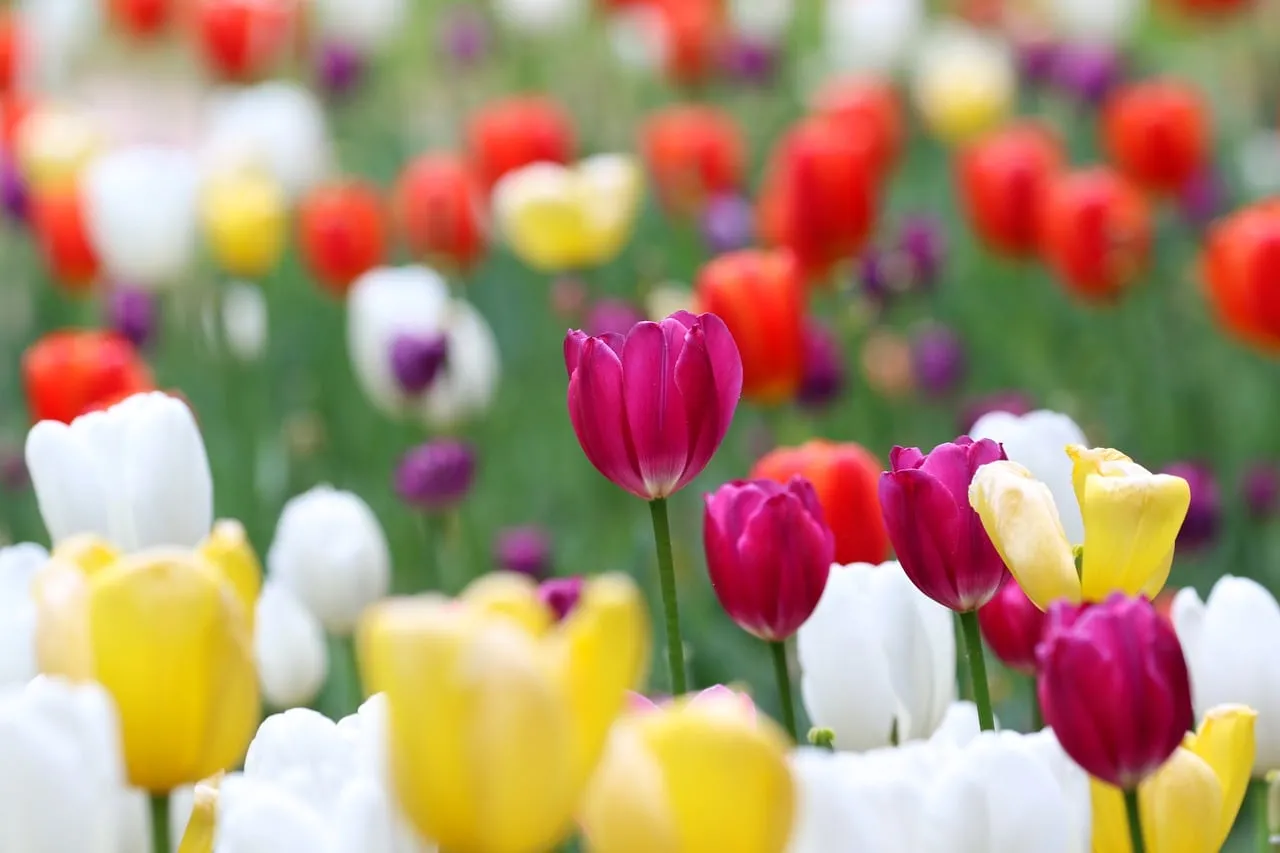 Vibrant Tulip Garden: A Kaleidoscope of Spring Blooms