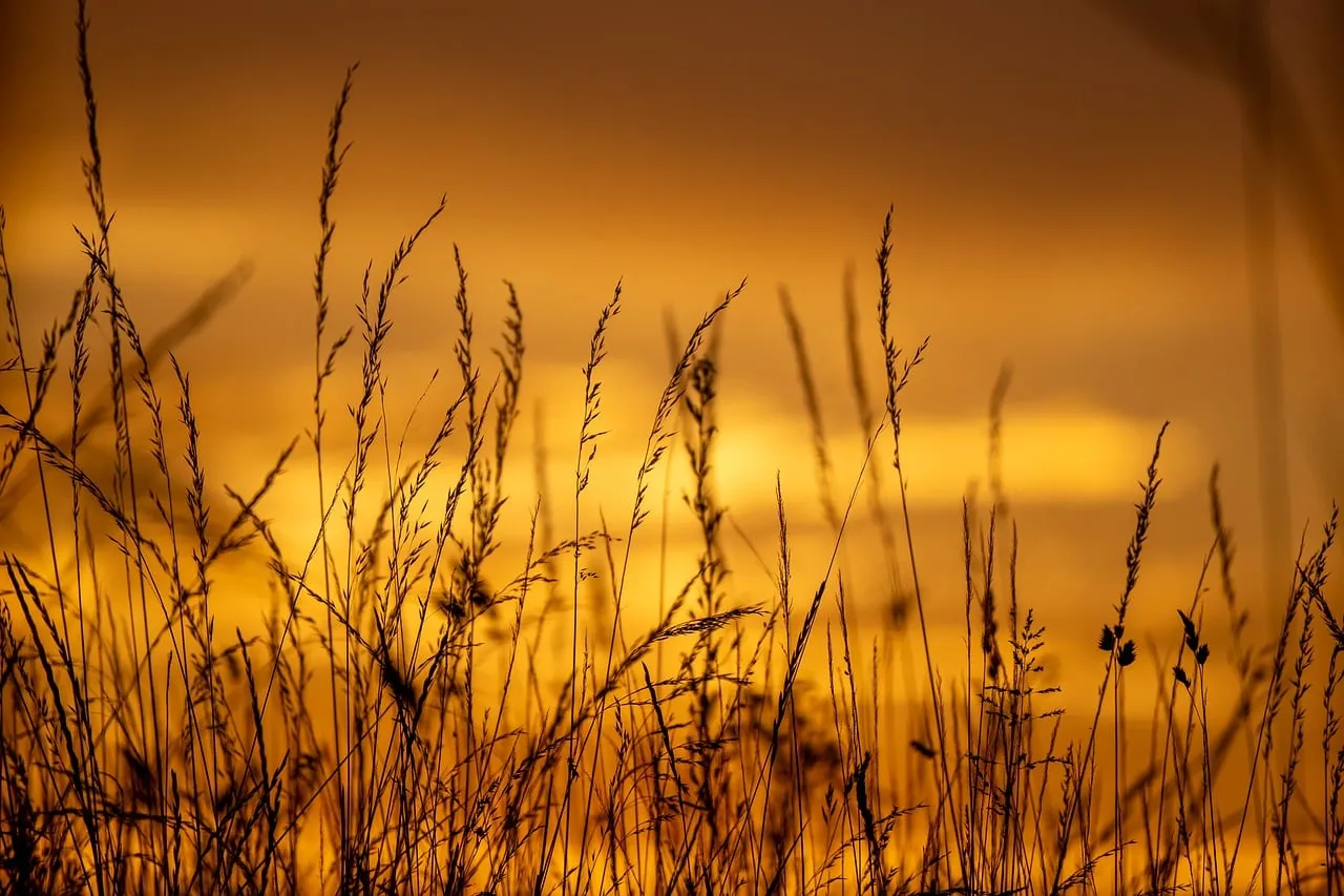 Golden Hour Glow: Tranquil Sunset Grass Silhouettes