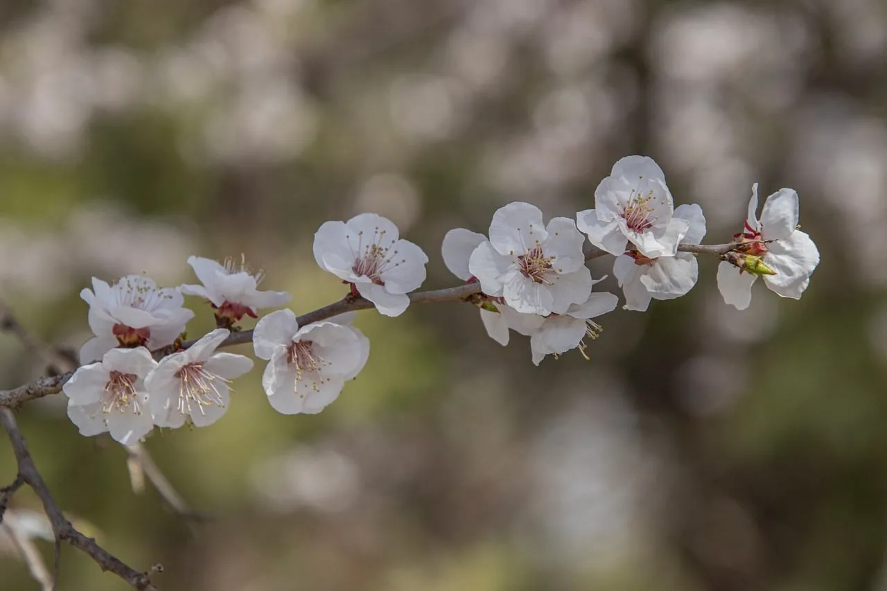 Delicate White Apricot Blossoms: A Springtime Symphony