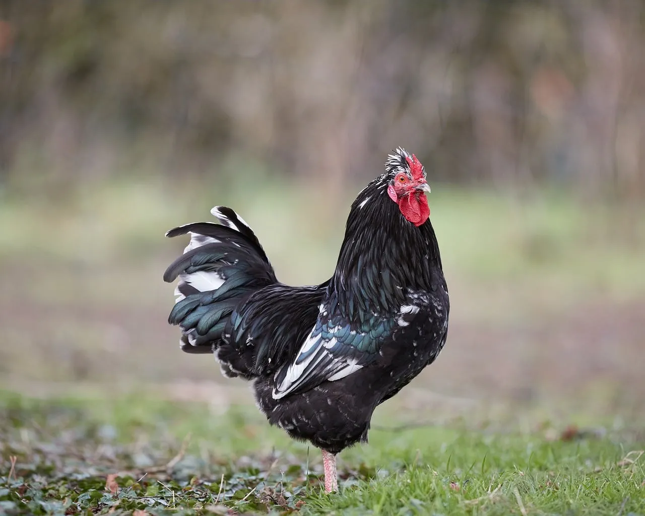 Majestic Black Rooster: Proud Barnyard King in Nature